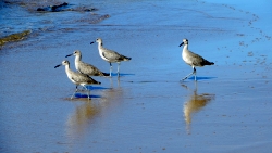 Crystal Cove Beach